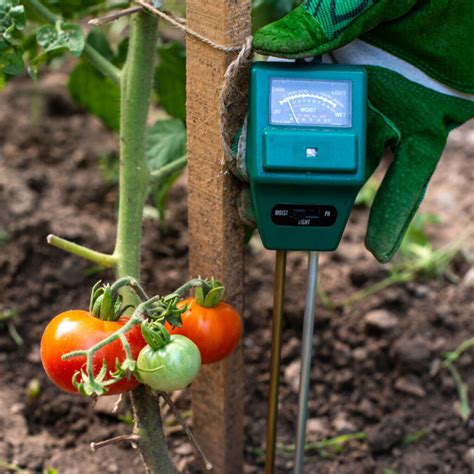 Dried Tomato moisture meter|tomatoville moisture meter reviews.